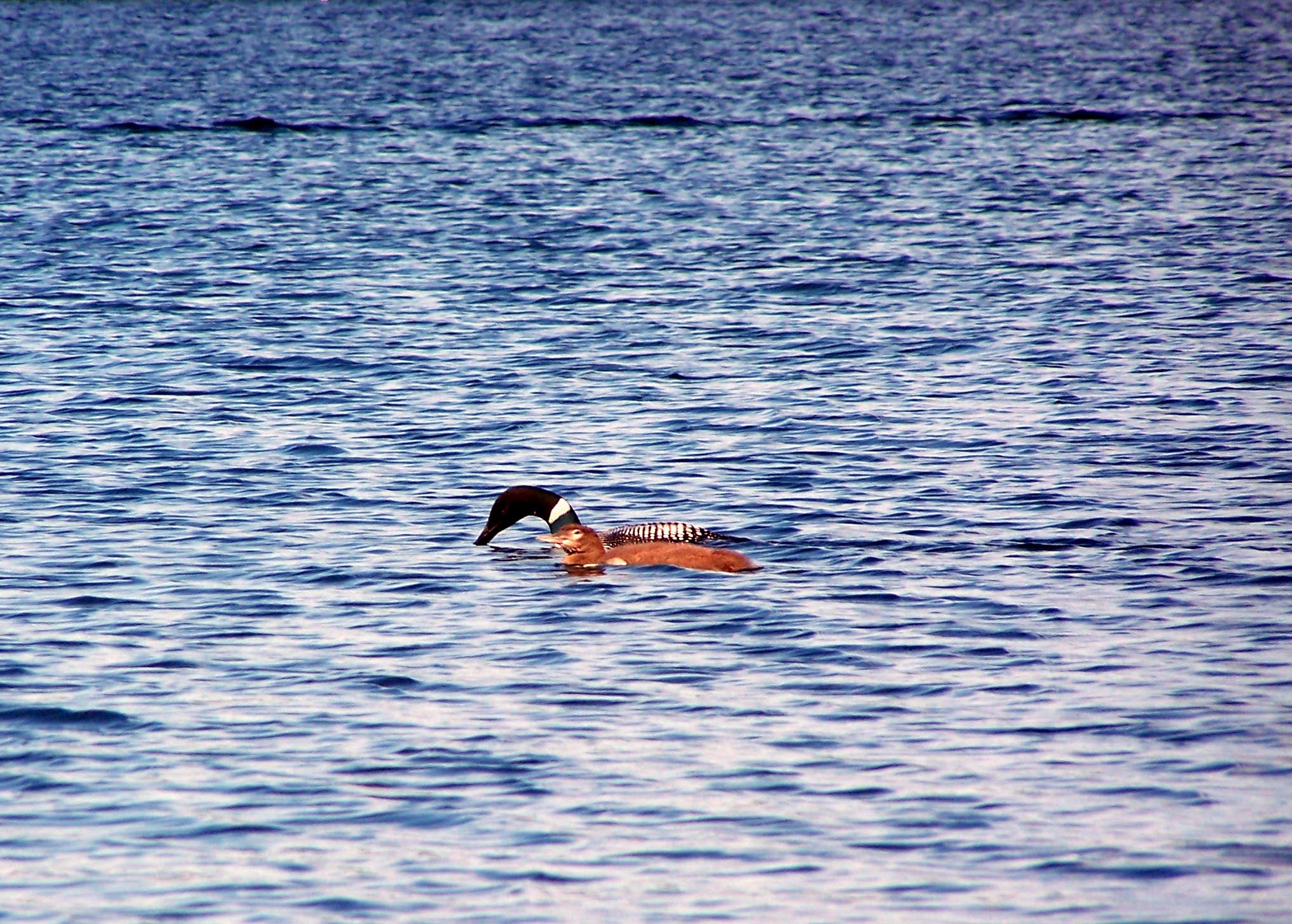 Loon and 1 baby swimming together