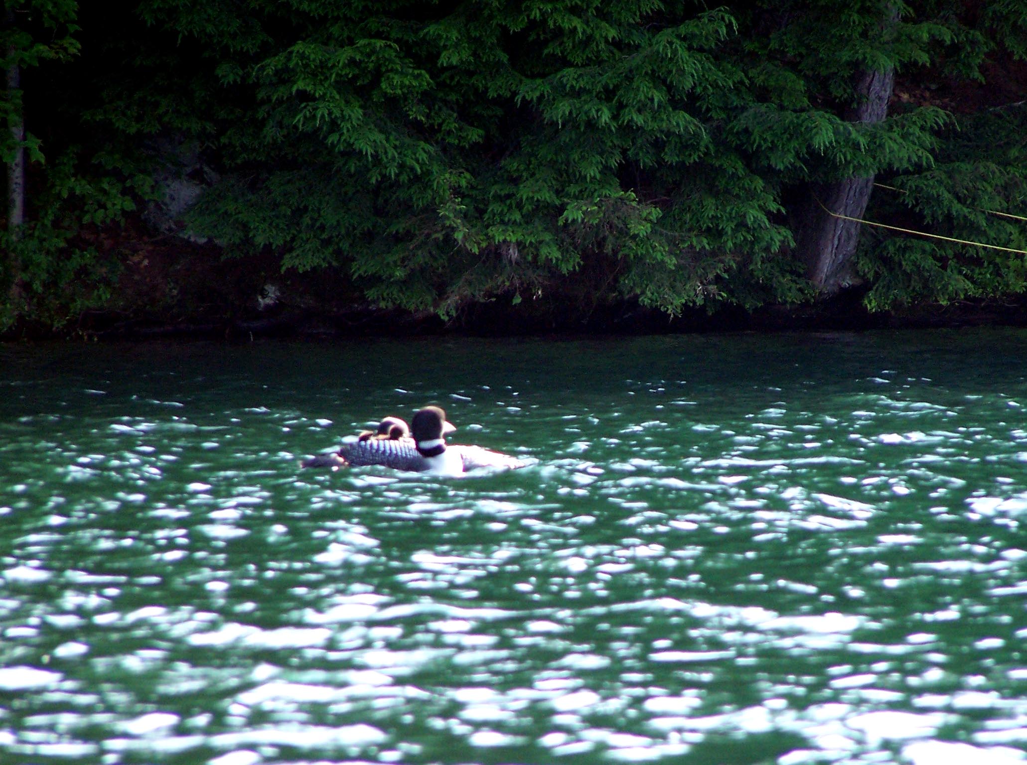 Loon with 2 babies on back