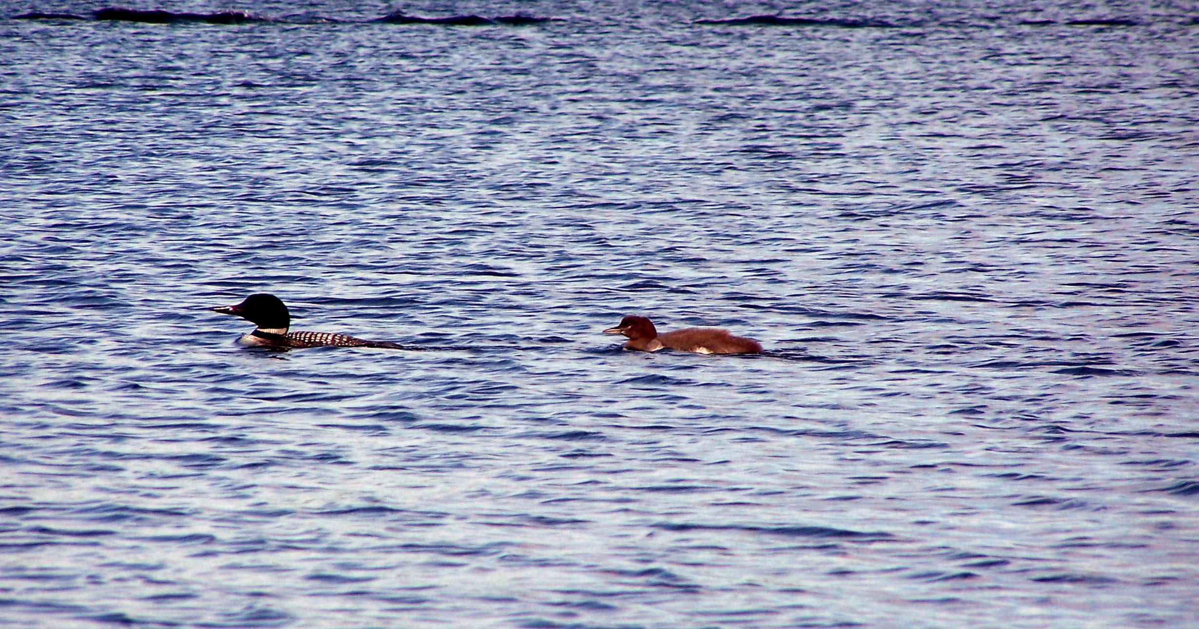 Loon and 1 of the babies about 6 weeks old